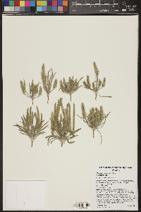 Plantago patagonica image