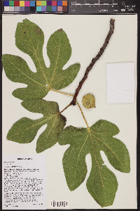 Ficus carica image