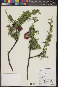 Acacia greggii image