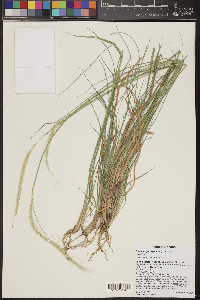 Trachypogon spicatus image