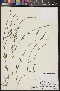 Verbena neomexicana image