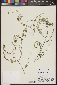 Aloysia wrightii image