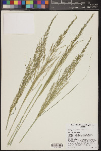 Sporobolus wrightii image