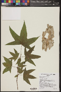 Platanus wrightii image