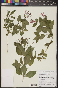 Bouvardia ternifolia image