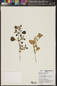 Trianthema portulacastrum image