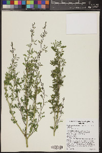 Parkinsonia florida image