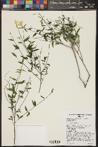 Haplophyton cimicidum var. crooksii image