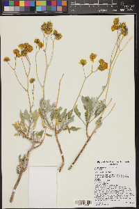 Encelia farinosa image