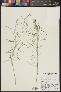 Hesperidanthus linearifolius image