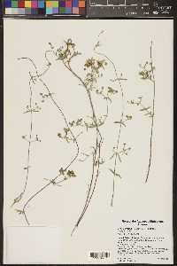 Cottsia gracilis image