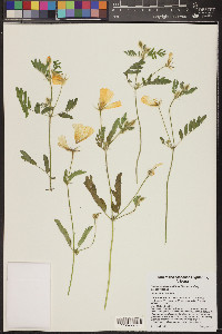 Kallstroemia grandiflora image