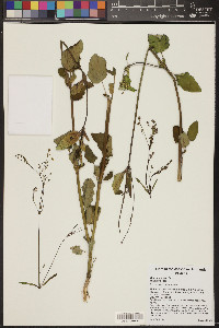 Boerhavia erecta image