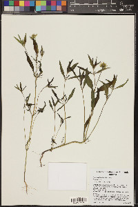 Sanvitalia abertii image