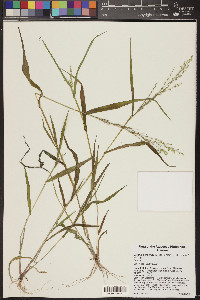 Urochloa arizonica image