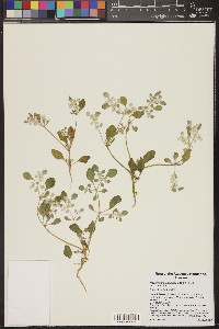 Tidestromia lanuginosa image