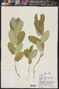 Asclepias elata image