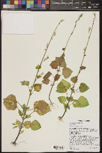 Carminatia tenuiflora image