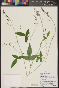 Desmodium batocaulon image