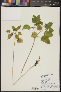 Physalis pubescens image