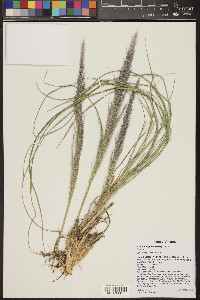 Muhlenbergia emersleyi image