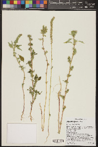 Amaranthus powellii image