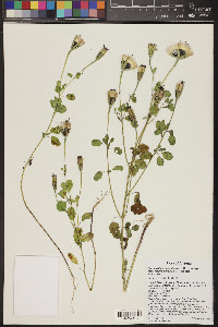 Porophyllum ruderale var. macrocephalum image