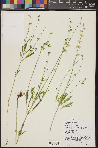 Salvia subincisa image