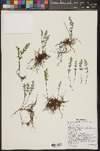 Myriopteris wrightii image