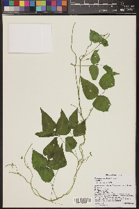 Phaseolus acutifolius image