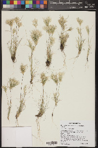 Dasyochloa pulchella image