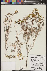 Eriogonum corymbosum image