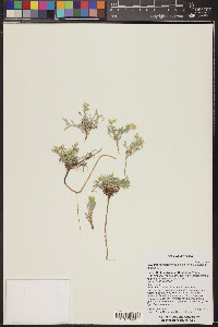 Physaria rectipes image