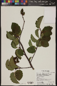 Alnus incana subsp. tenuifolia image