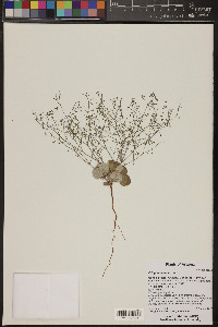 Eriogonum deflexum image