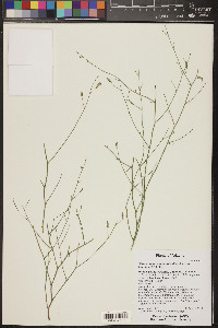 Stephanomeria minor var. minor image