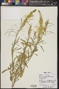 Stanleya pinnata image