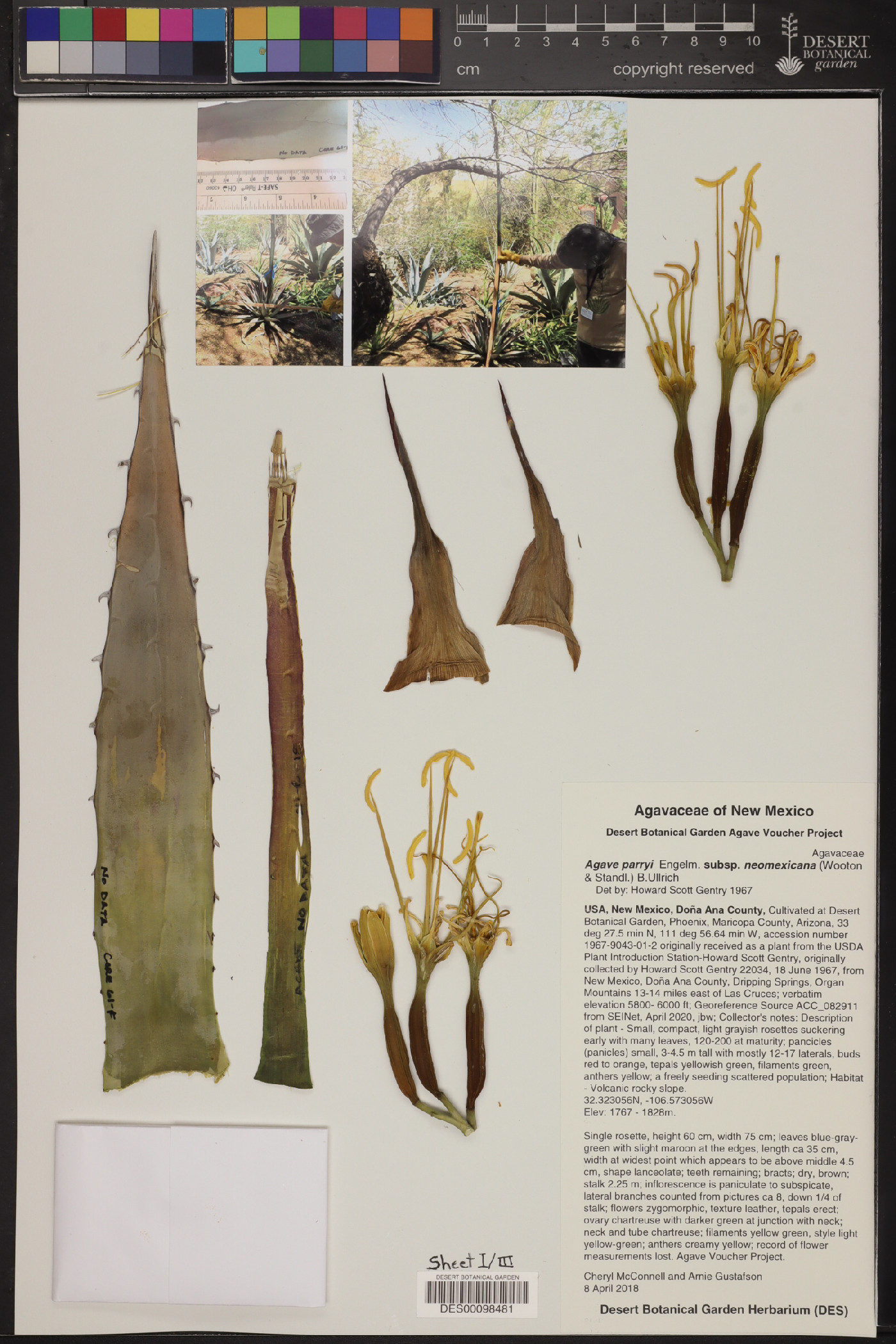 Agave parryi subsp. neomexicana image