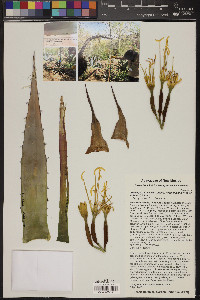 Agave parryi subsp. neomexicana image