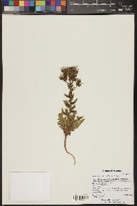 Phacelia crenulata image