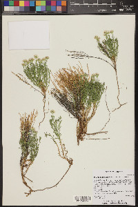 Chaetopappa ericoides image