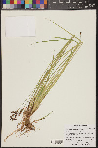 Juncus ensifolius var. montanus image