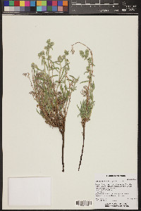 Oreocarya suffruticosa image