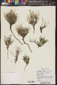 Chaetopappa ericoides image