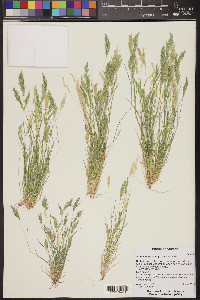 Vulpia microstachys image