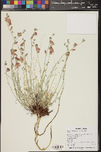 Sphaeralcea leptophylla image