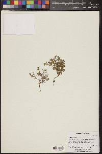 Phacelia ivesiana image