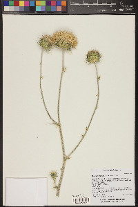 Cirsium neomexicanum image