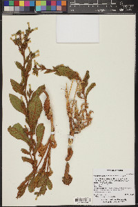 Nicotiana obtusifolia image