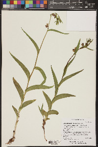 Epipactis gigantea image